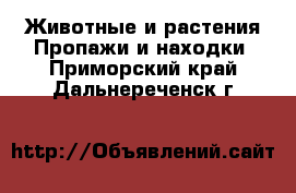 Животные и растения Пропажи и находки. Приморский край,Дальнереченск г.